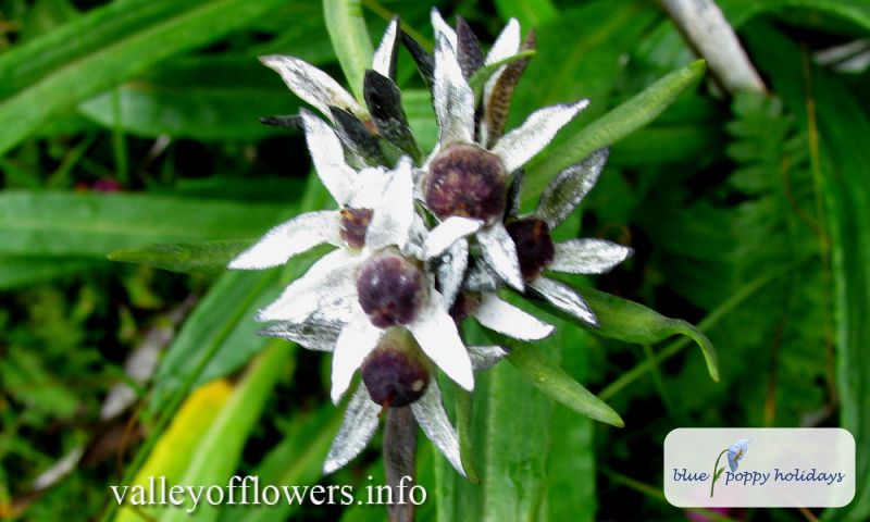 Large-leaved Primrose (Moorcroft's variety) (Primula macrophylla var. moorcroftiana)