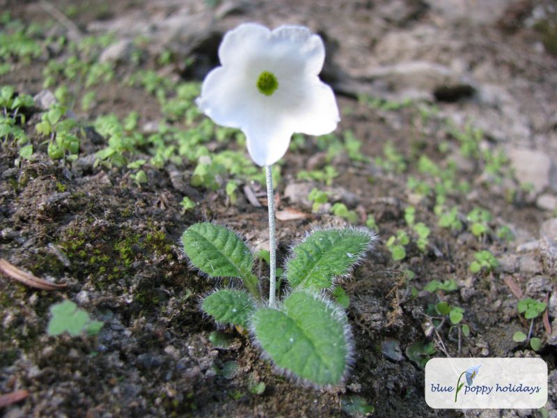 Reid's Primrose (Primula reidii)