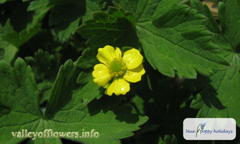 Cheerful Buttercup (Ranunculus laetus)
