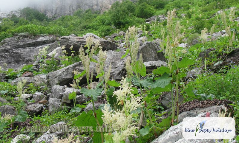 Himalayan Rhubarb (Rheum webbianum)