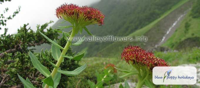 Roseroot (Rhodiola heterodonta) in the Valley of Flowers
