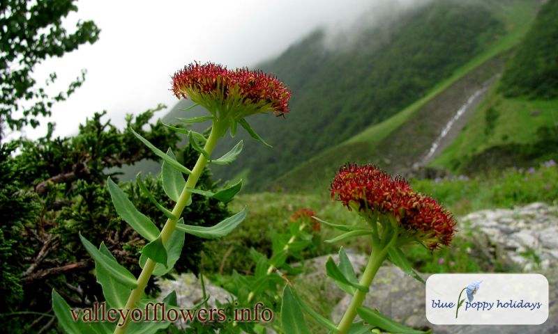 Rhodiola Heterodonta