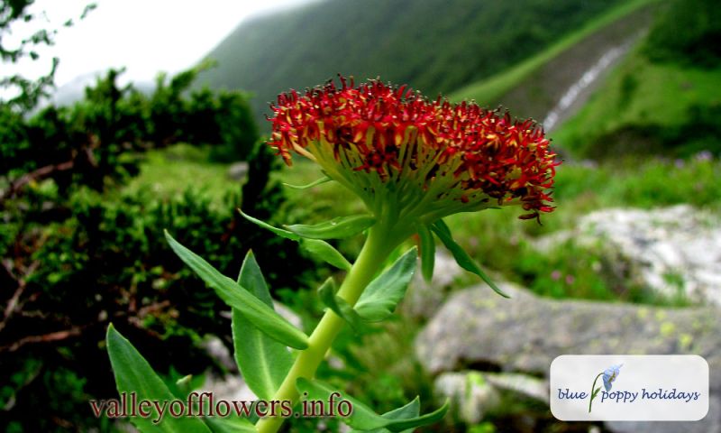 Rhodiola Heterodonta