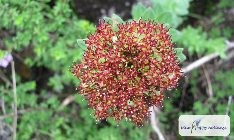 Rhodiola Heterodonta