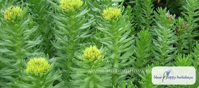 Himalayan Roseroot (Rhodiola imbricata)