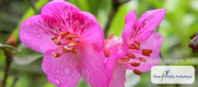 Scaly Rhododendron (Rhododendron lepidotum)