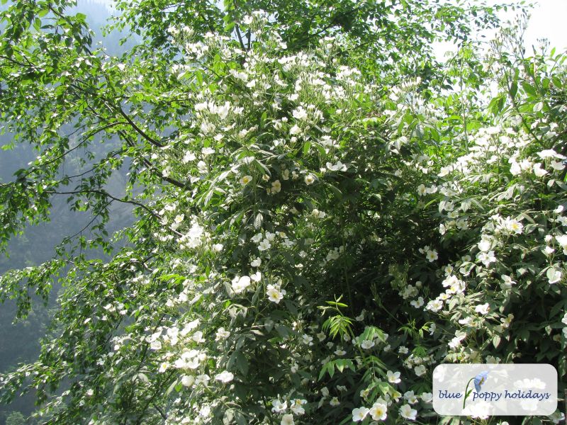Wild Rose
