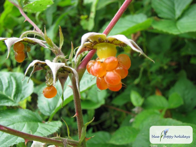 Mysore Raspberry, Ceylon Raspberry, Snow Raspberry (Rubus niveus)
