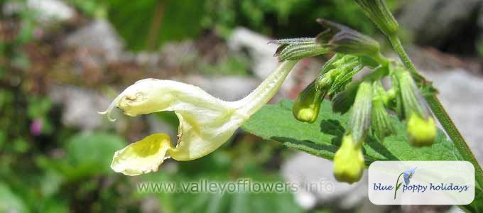 Cloudland Sage