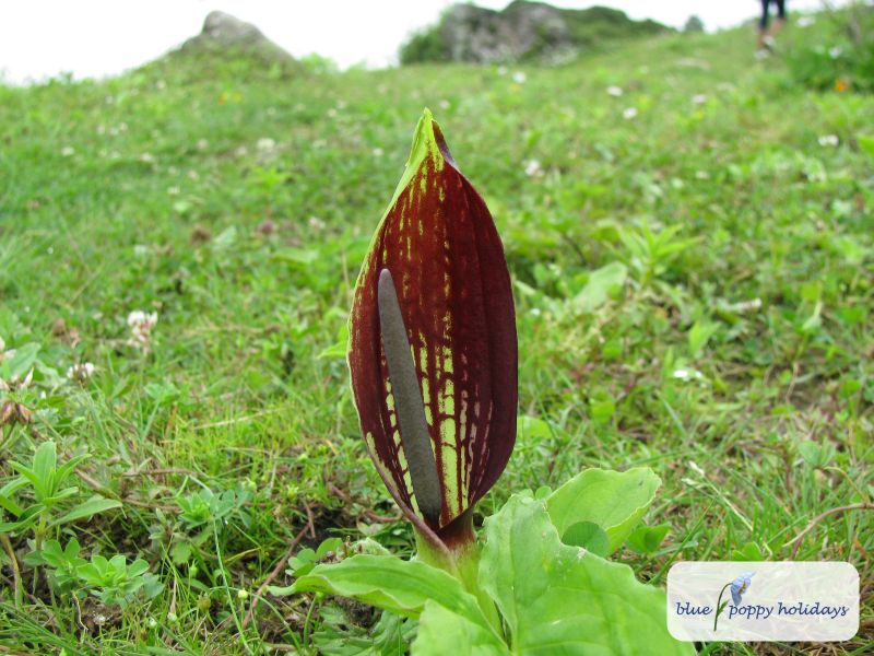 Himalayan Alpine Arum (Sauromatum diversifolium)