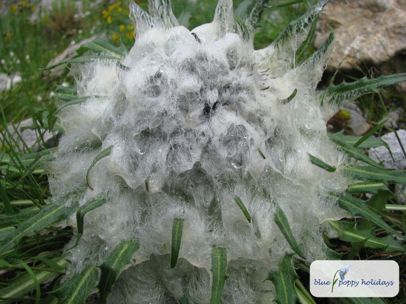 Costus (Saussurea gossypiphora)