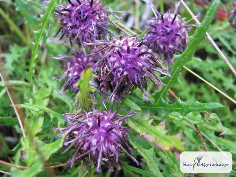 Feathery Saussurea (Saussurea piptathera)