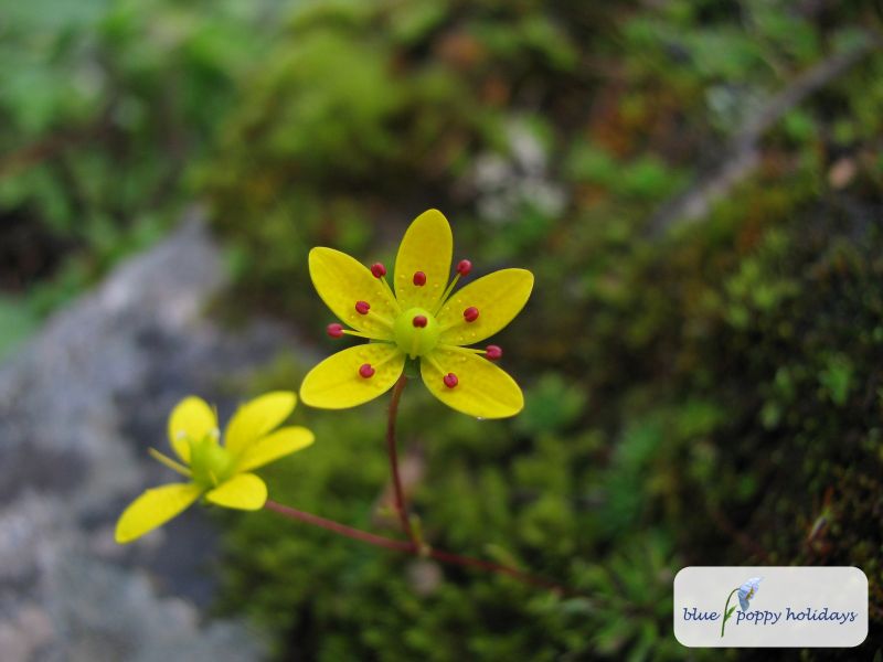 Brown's Saxifrage (Saxifraga brunonis)