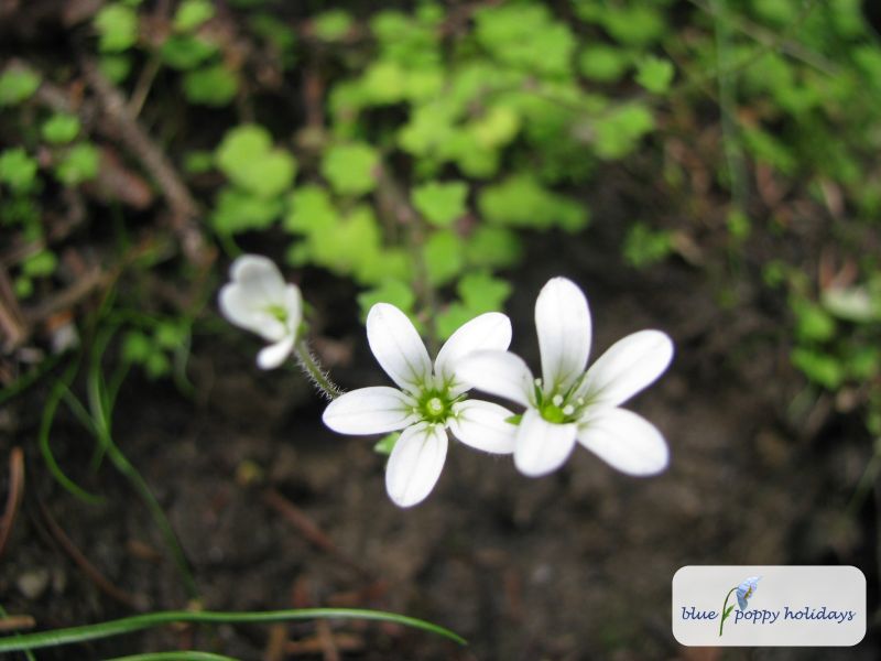 Nodding Saxifrage, Drooping Saxifrage (Saxifraga cernua)