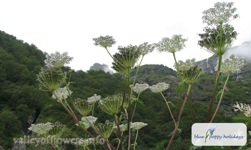 Milk Parsley