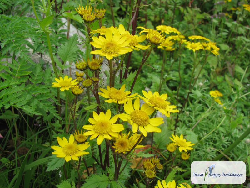 Ragwort (Senecio laetus)