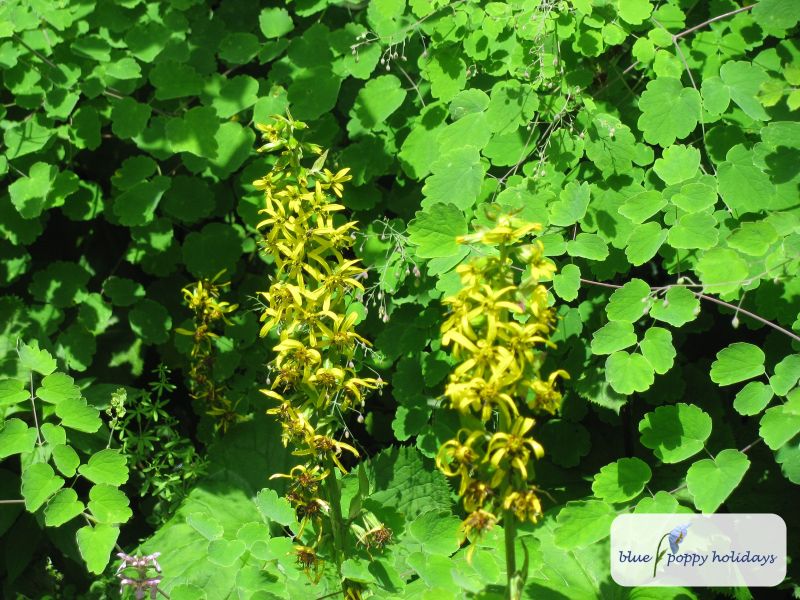 Golden Rod (Solidago virgaurea)