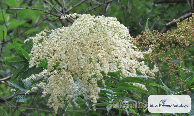 Kashmir false Spiraea (Sorbaria tomentosa)
