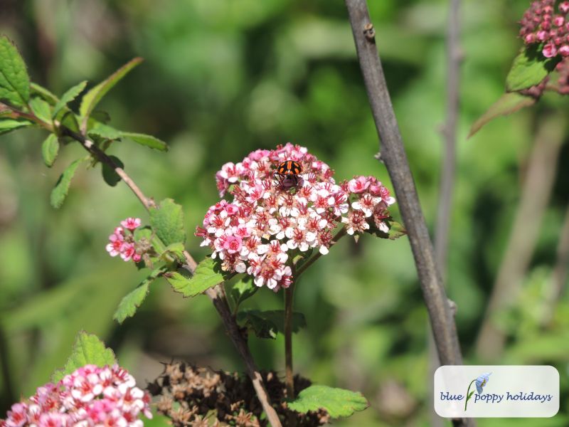 Beautiful Spirea (Spiraea bella)