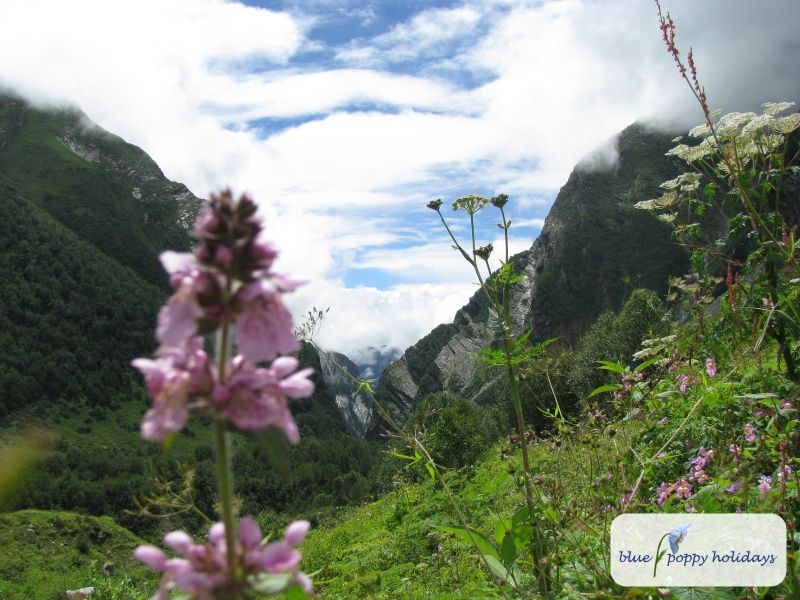 Marsh Woundwort, Marsh Hedge-nettle (Stachys palustris) in the Valley of Flowers