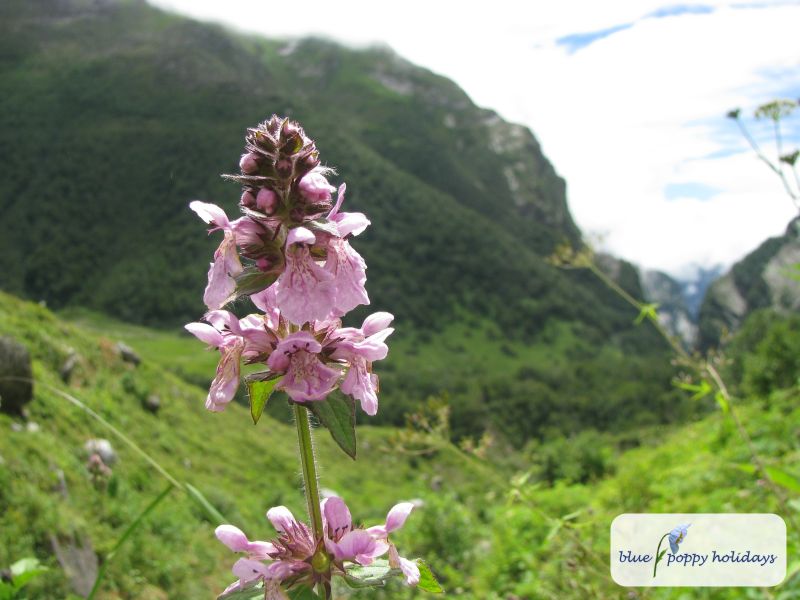 Marsh Woundwort, Marsh Hedge-nettle in the Valley of Flowers