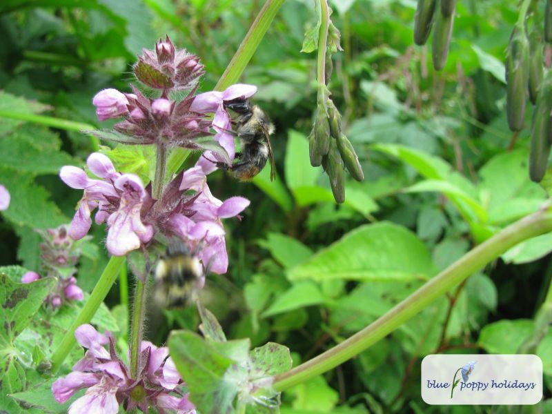 Marsh Woundwort, Marsh Hedge-nettle in the Valley of Flowers