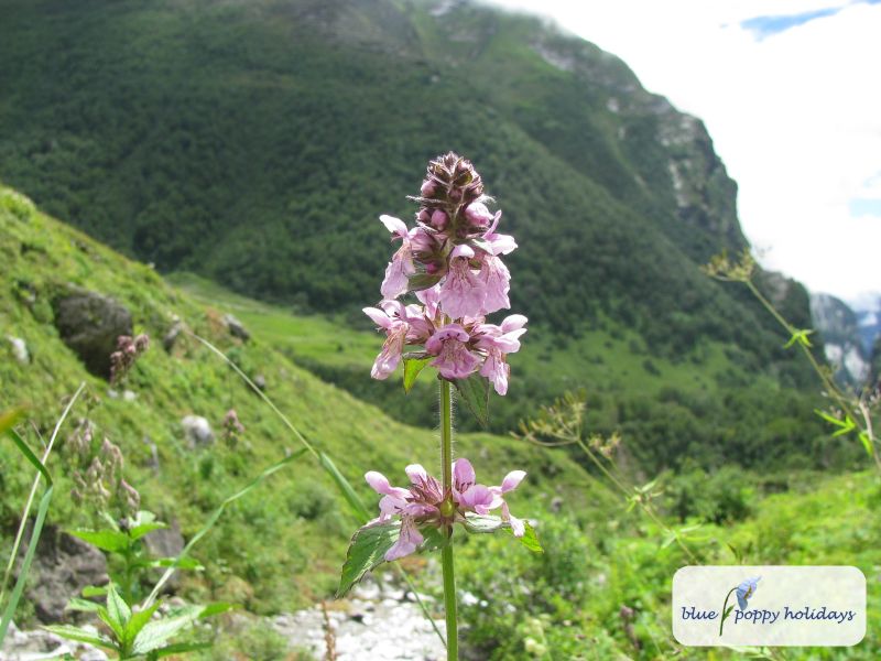 Marsh Woundwort, Marsh Hedge-nettle in the Valley of Flowers