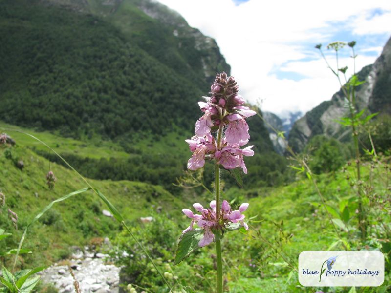 Marsh Woundwort, Marsh Hedge-nettle in the Valley of Flowers