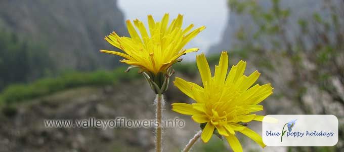 Bitter wood, Blow ball, Common Dandelion.