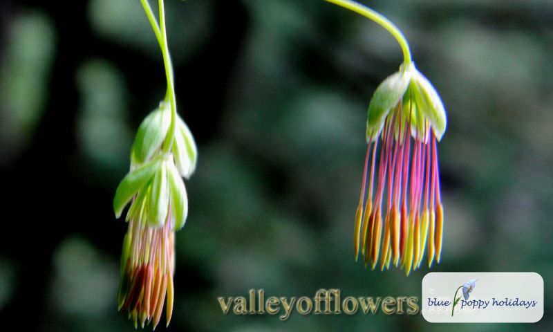 Knife-like Meadow Rue (Thalictrum cultratum)