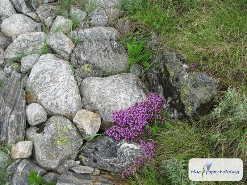 Linear leaved thyme