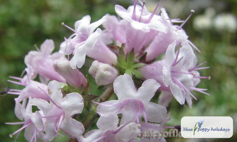 Hardwicke's Valerian (Valeriana hardwickii)