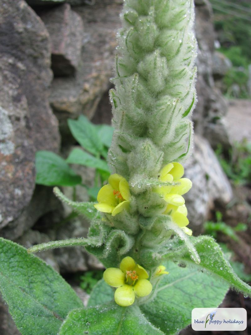 Aaron's rod, Cow's lungwort, Great Mullein. (Verbascum thapsus)