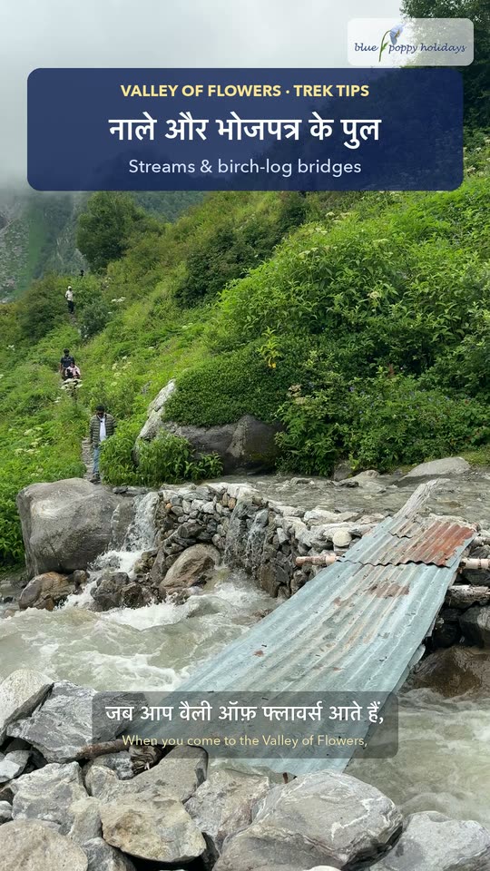 Streams & birch-log bridges