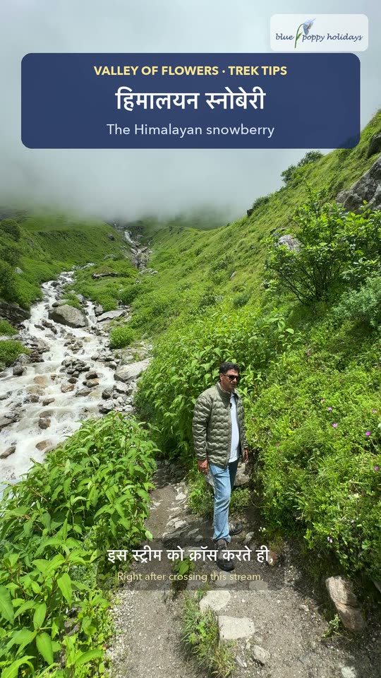 The Himalayan snowberry