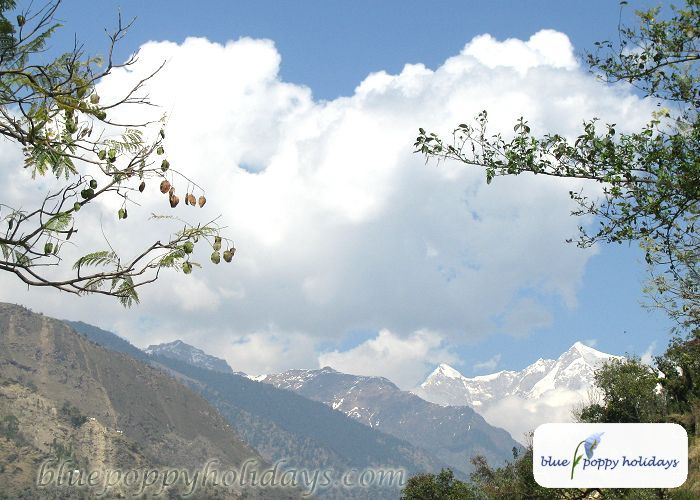 Blue Poppy Resort, Chopta