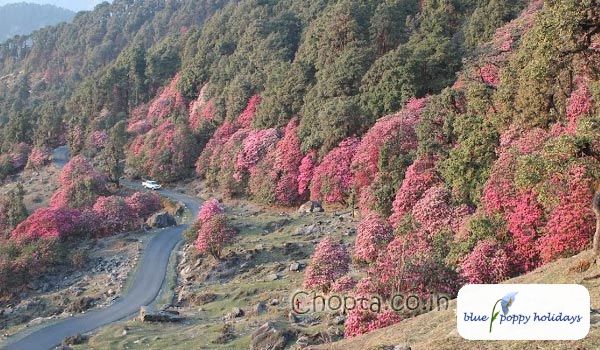 Rhododendrons in the forest around Chopta