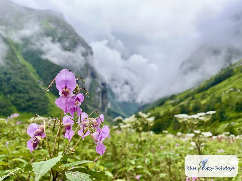Pink Himalayan balsam in the foreground with the valley and clouds beyond