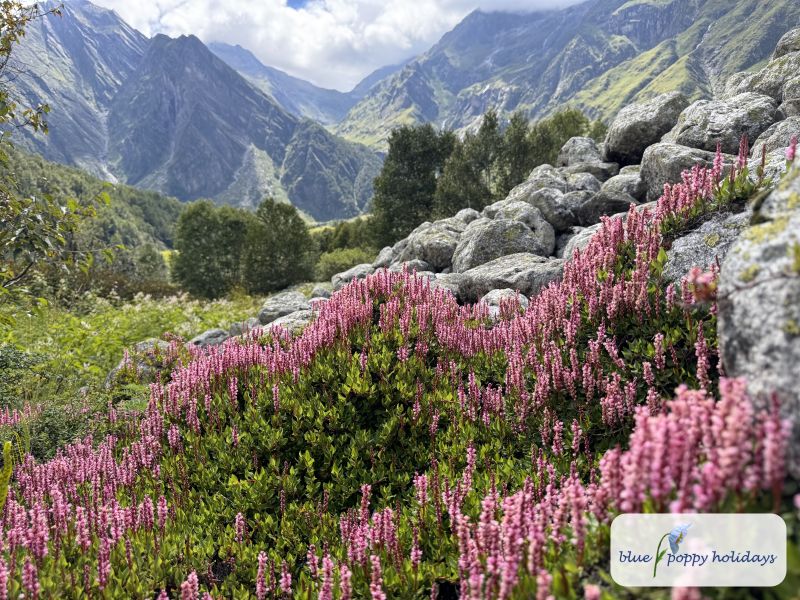 Pink knotweed covering the boulders