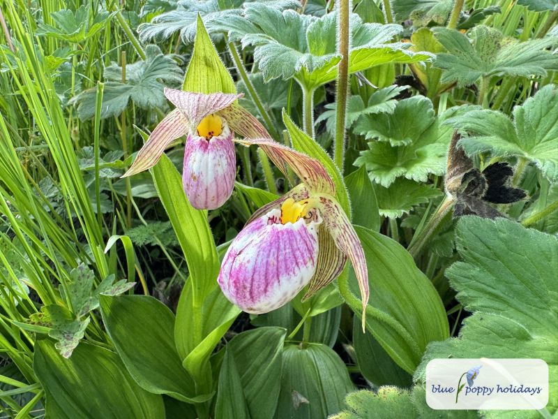 A slipper orchid in early July