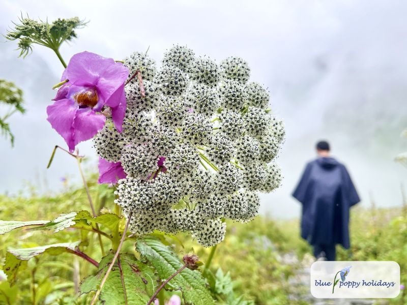 Walking through the flowers
