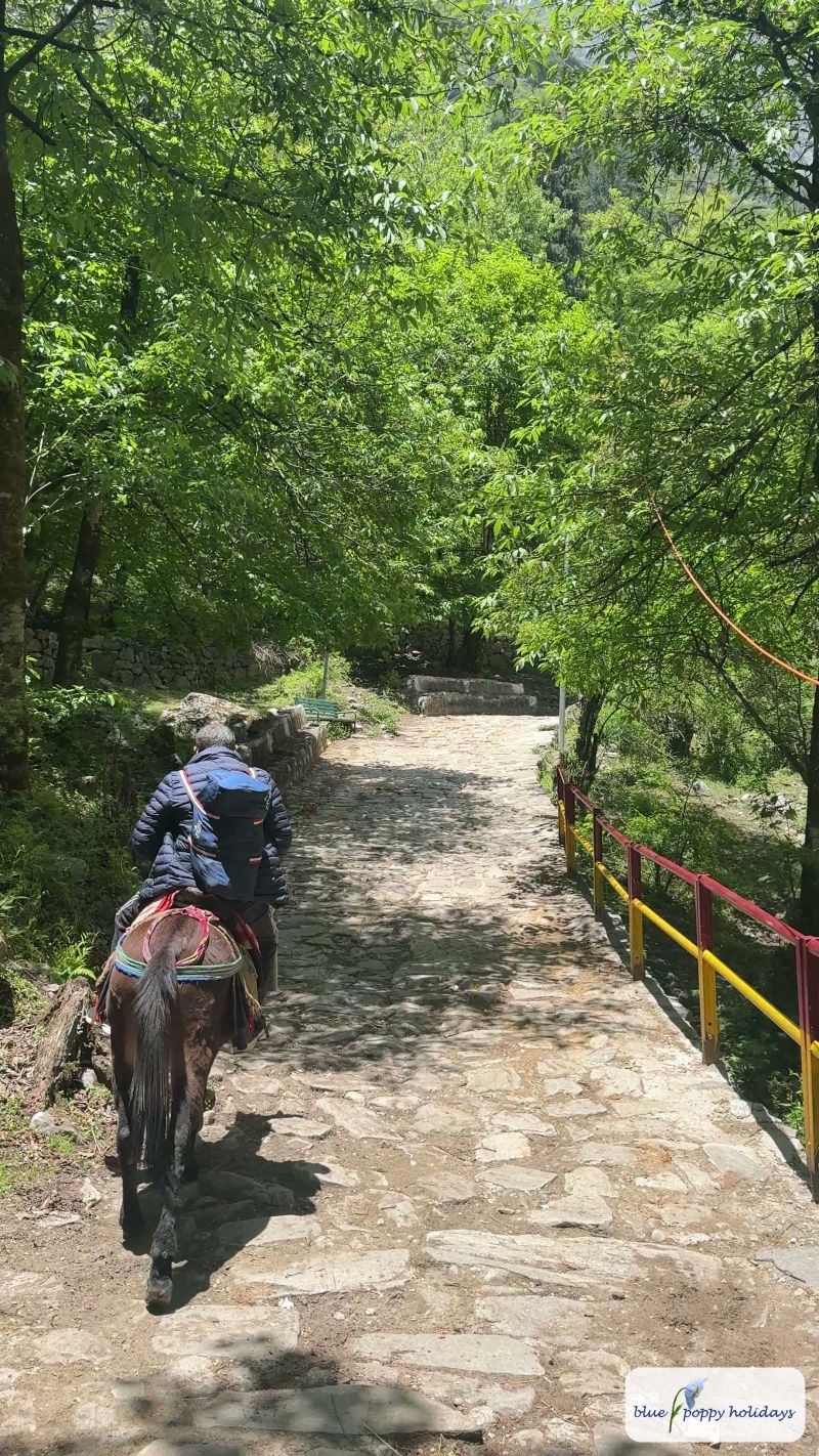 A pony rider on the stone-paved trail from Pulna towards Ghangaria (May 2025)