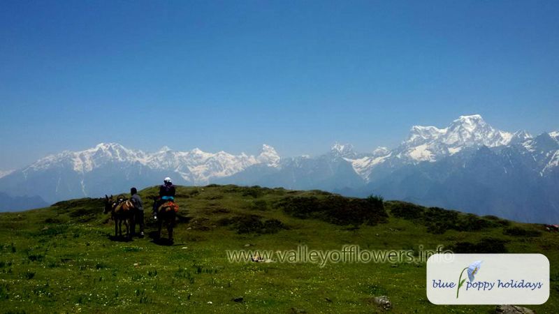 Frequently asked questions about Valley of flowers.
