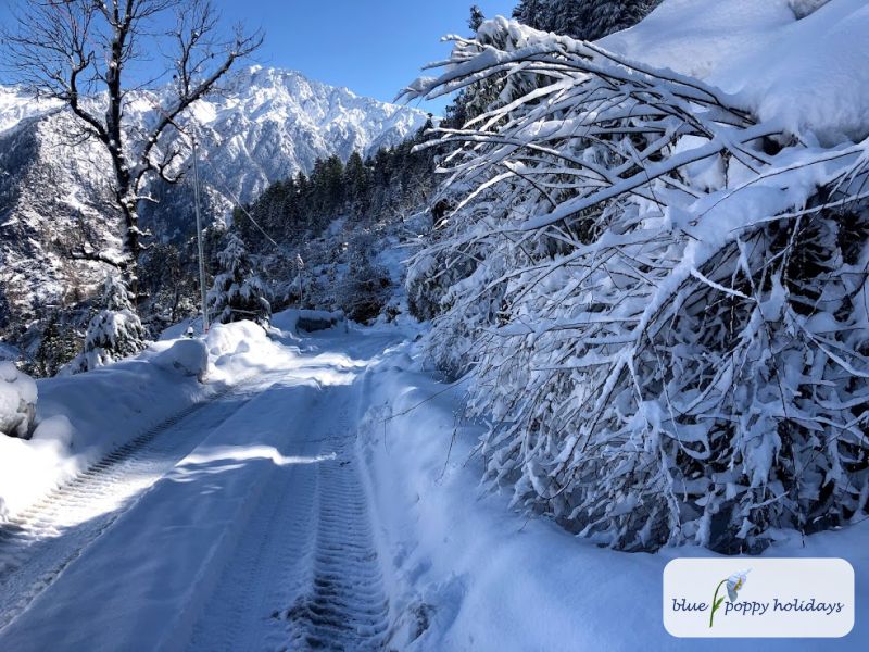 How to reach Auli?